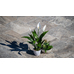 Travertine Paver Premium Silver Tumbled 610x406x30mm